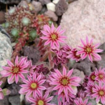 Sempervivum pittonii