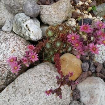 Sempervivum pittonii