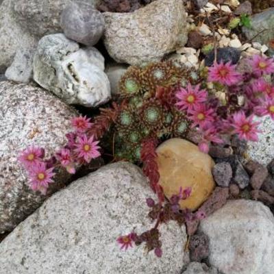 Sempervivum pittonii - 