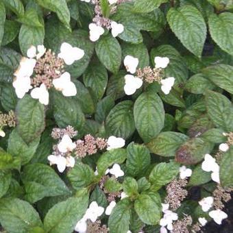 Hydrangea serrata 'Beni-gaku'