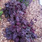 Heuchera 'Can-Can' - 