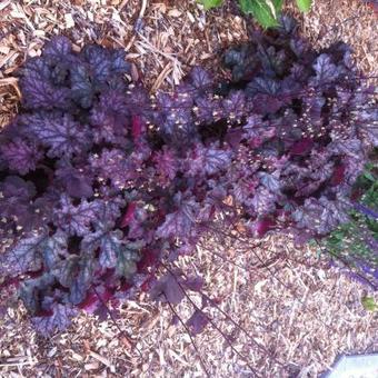 Heuchera 'Can-Can'