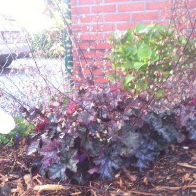 Heuchera 'Can-Can' - Heuchera 'Can-Can'