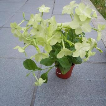 Nicotiana alata