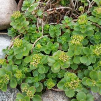 Sedum spurium 'Album Superbum'