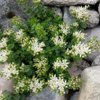 Sedum spurium 'Album Superbum'