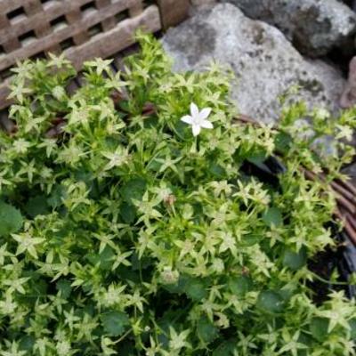 Campanula Addenda 'White Star' - 