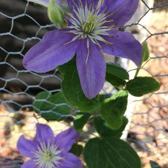 Clematis 'Ashra'