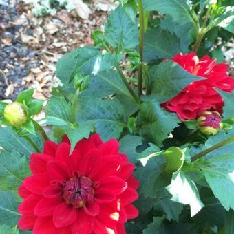 Dahlia 'Park Feuer'