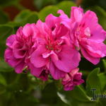 Pelargonium 'Joseph Warren' - 