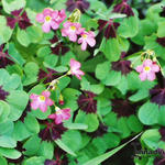 Oxalis tetraphylla 'Iron Cross' - 