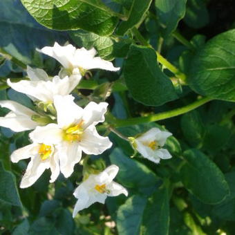 Solanum tuberosum