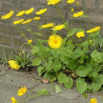 Doronicum orientale