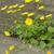 Doronicum orientale