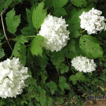 Viburnum opulus 'Roseum'