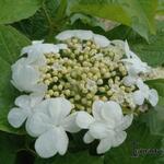 Viburnum opulus - Gewöhnlicher Schneeball - Viburnum opulus