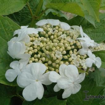 Viburnum opulus