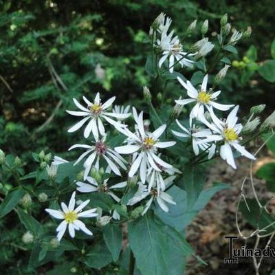 Eurybia divaricata - Aster divaricatus