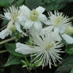 Clematis vitalba - Gewöhnliche Waldrebe