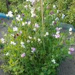 Lathyrus odoratus - Pois de senteur