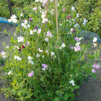 Lathyrus odoratus