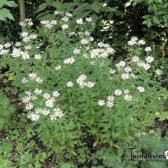 Kalimeris incisa 'Alba'