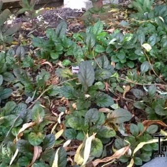 Ajuga reptans 'Rainbow'