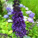 Buddleja 'SUMMER KIDS' - 