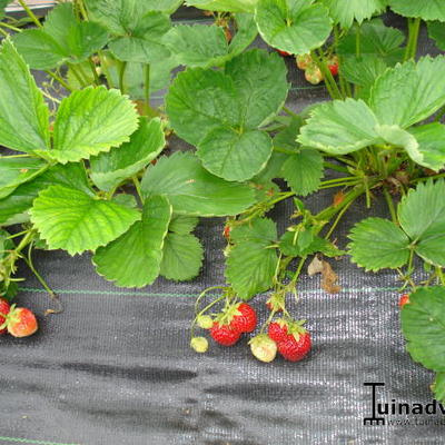 Fragaria x ananassa  'Korona' - 