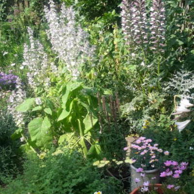 Salvia sclarea - Muskatellersalbei - Salvia sclarea