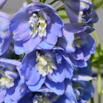 Delphinium 'MAGIC FOUNTAIN Sky Blue/White Bee'