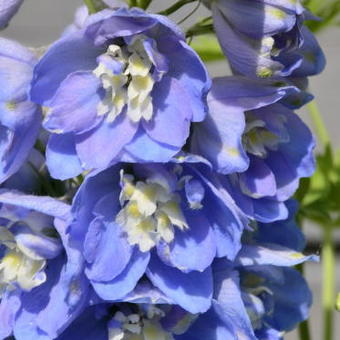 Delphinium 'MAGIC FOUNTAIN Sky Blue/White Bee'