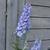 Delphinium 'MAGIC FOUNTAIN Sky Blue/White Bee'