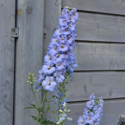 Delphinium 'MAGIC FOUNTAIN Sky Blue/White Bee'