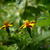 Tagetes patula 'Jolly Jester'