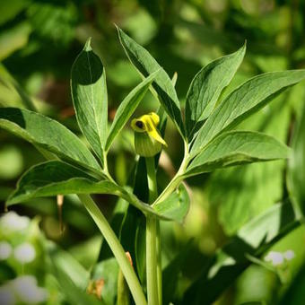 Arisaema flavum subsp. abbreviatum