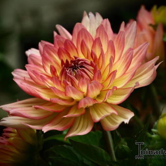 Dahlia 'Gallery Pablo'