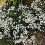 Gypsophila repens 'White Angel' - 