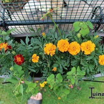 Tagetes patula nana 'Boy O' Boy mix'