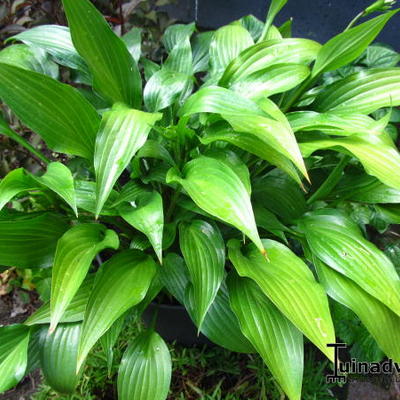 Hosta  'Devon Green' - Hosta  'Devon Green'