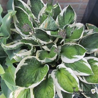 Hosta fortunei 'Francee'