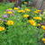 Heliopsis  helianthoides