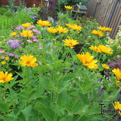 Heliopsis  helianthoides - 