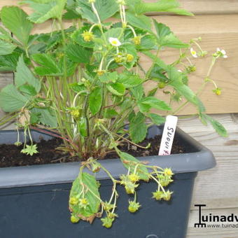 Fragaria vesca 'Alpine Yellow'