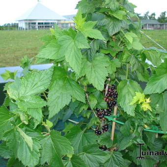 Ribes nigrum 'Big Ben'