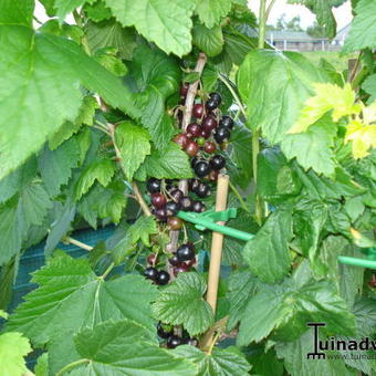 Ribes nigrum 'Big Ben'