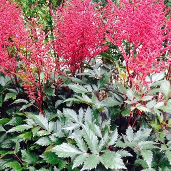 Astilbe japonica 'Montgomery'