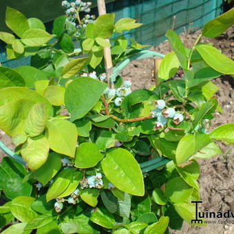 Vaccinium corymbosum