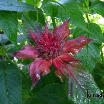 Monarda 'Gardenview Scarlet'