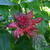 Monarda 'Gardenview Scarlet'